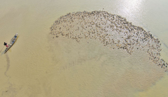 A man guides his boat across open waters in Tahirpur upazila, Sunamganj, while tending to a large flock of ducks. This traditional method of duck rearing is cost-effective and yields higher profits for local farmers. -SM MOSTAFIJUR RAHMAN