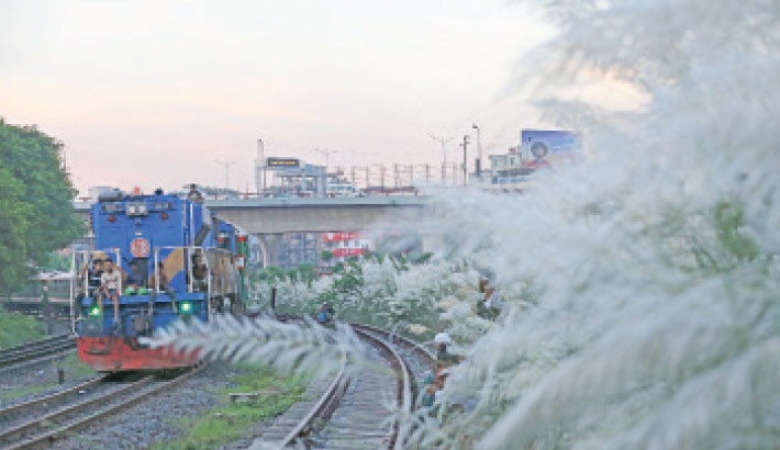 White kanshphool (Saccharum spontaneum) sways in full bloom along the rail tracks near Kuril Bishwa Road in the capital, marking the arrival of autumn, while a train passes in the background. -Kamrul Islam Ratan