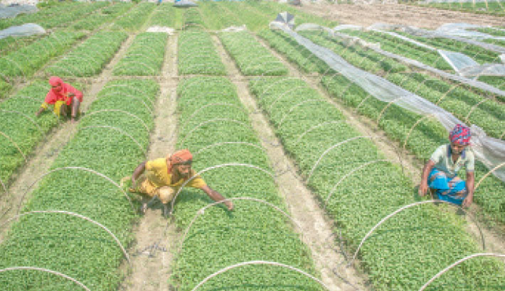 Farmers in Shahnagar, Shajahanpur upazila, Bogura remain busy producing saplings of winter vegetables, which will soon be supplied to local markets. The photo was taken on Monday. -MONIRUL ISLAM MARUF