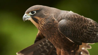 Falcon crowned Bird of the Year in New Zealand