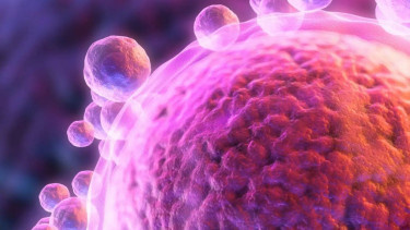 Human skin cells turned into fertilisable eggs for first time