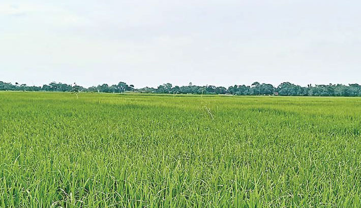 Farmers optimistic about high Aman output in Sunamganj