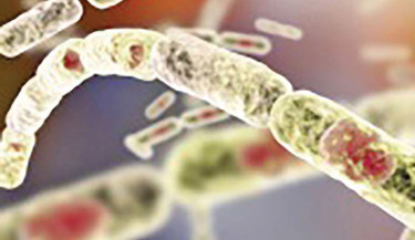 Anthrax cases reach 17 in Rangpur