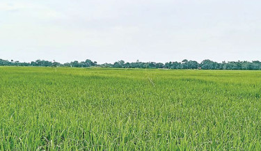 Farmers optimistic about high Aman output in Sunamganj