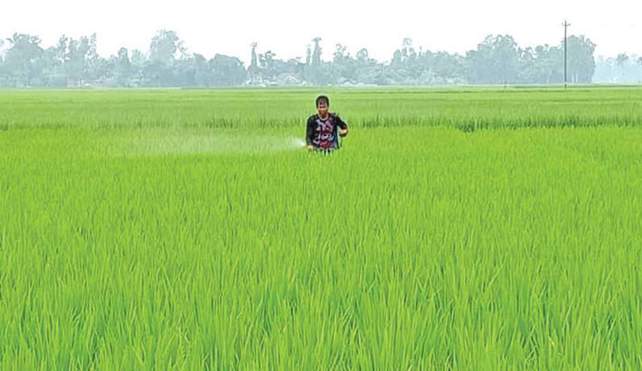 Aman farmers worried as pesticides fail to curb pest attack in Joypurhat
