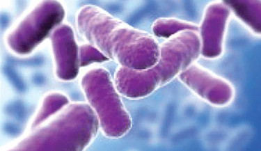 Anthrax fear grip Mithapukur after residents fall ill