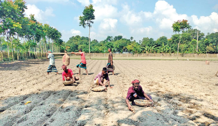 Nilphamari farmers optimistic about early variety potatoes