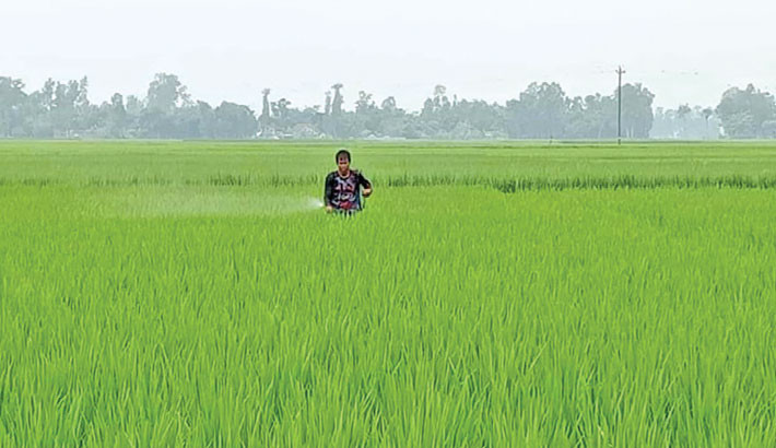 Root rot disease ravages Aman paddy in Kalai