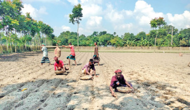 Nilphamari farmers optimistic about early variety potatoes