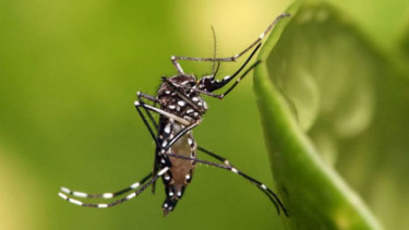 Mosquito menace in Dhaka: Dengue deaths continue despite billions spent
