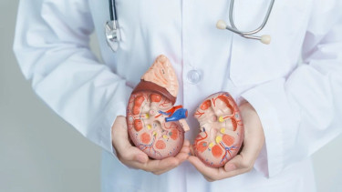 Kidney transplant after blood type conversion may improve access to organs, cut wait list