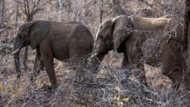 Wildlife flee as floods swamp Indian parks