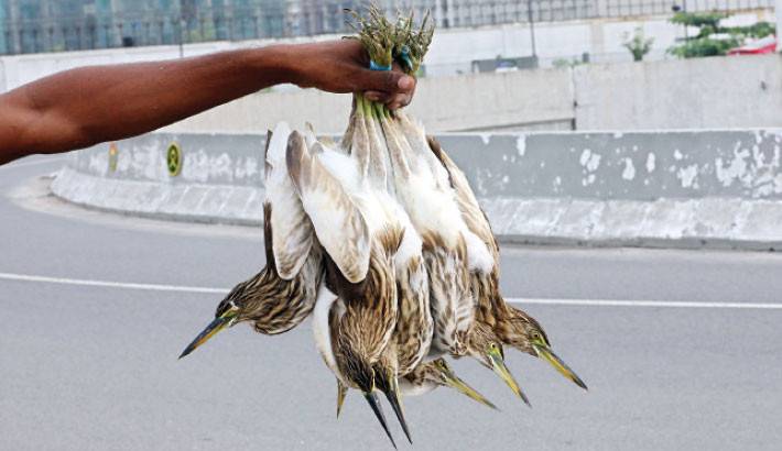An itinerant vendor displays herons, poaching and selling which is illegal, in the capital’s Purbachal area on Friday. He sells the bird, which is an invaluable friend of nature and the environment, for around Tk300 per piece. Kamrul Islam Ratan