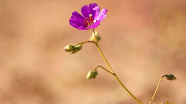 Rare wildflowers blanket Atacama desert