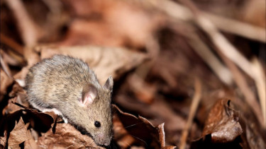 Covid virus changes sperm in mice, may raise anxiety in offspring: study