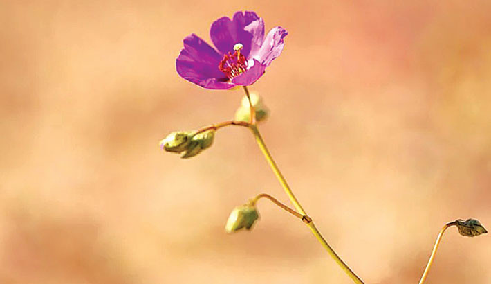 Rare wildflowers blanket Atacama desert