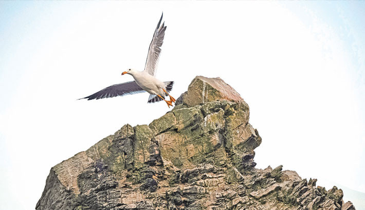 A seagull is seen at the Punta San Juan National Reserve in the Marcona district, Ica department, southern Peru recently. Once teeming with birds, the cliffs of Punta San Juan de Marcona, in the arid south of Peru, are now almost deserted. Populations of sea lions and Humboldt penguins have also declined. Their colonies were decimated by avian flu in late 2022, but with the El Niño climate phenomenon driving away fish-rich waters, they have been further weakened. Overfishing deepens the crisis. - AFP PHOTO
