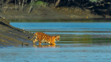 Master plan formulated to boost foreign tourism in Sundarbans