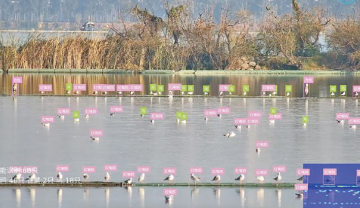 AI-powered bird facial
recognition enhances avian
conservation efforts in China