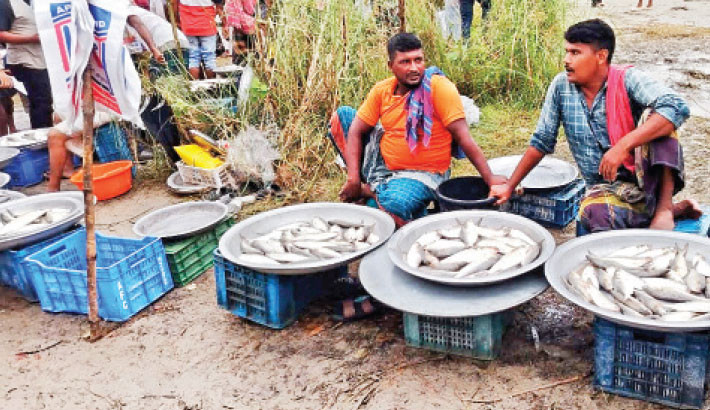 Defying the ban, some unscrupulous fishermen continue to catch hilsa illegally and openly sell them at a makeshift market on the banks of the Padma in the Kazirsura area of Shibchar upazila in Madaripur on Monday. In this temporary market, wholesale prices range from Tk1,200 to Tk1,600 per kg, while smaller hilsa are being sold for Tk300 to Tk500 per kg. 

—SM Delowar Hossain