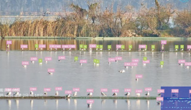 AI-powered bird facial 
recognition enhances avian 
conservation efforts in China