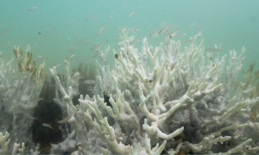 Climate tipping points being crossed, scientists warn ahead of COP30