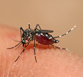 3 more die of dengue; 857 hospitalised