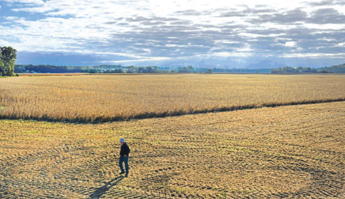 Travis Hutchison, a soybean farmer, walks near a soybean field ready for harvesting on one of his family’s farms in Cordova, Maryland, on 10 October 2025. The US soybean harvest is underway and in rural Maryland, farmer Travis Hutchison cracks open a pod to show how a field is nearly dry enough for reaping. Photo: AFP