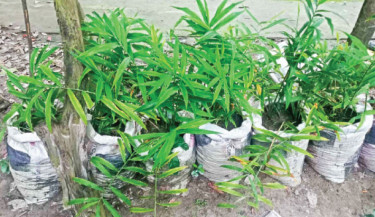 B’baria youth profits from ginger cultivation in sacks