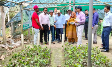 Khulna farmers achieving success in chui jhal cultivation
