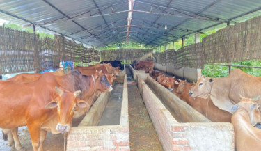 Poxvirus upsurge puts 1.3 lakh cattle at risk in Lakshmipur