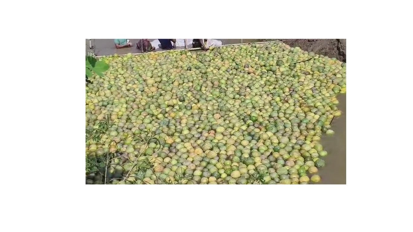 Floating pomelos of the hills: A unique blend of nature, tradition and innovation
