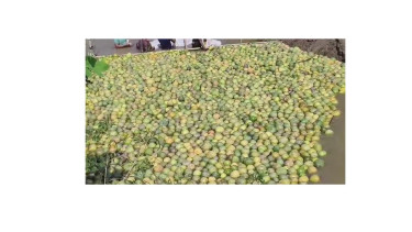 Floating pomelos of the hills: A unique blend of nature, tradition and innovation