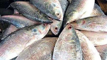 Mother Hilsa Conservation Campaign ’25 underway