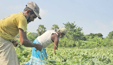 Gourd leaves farming thrives in Cumilla’s Gomti riverbank