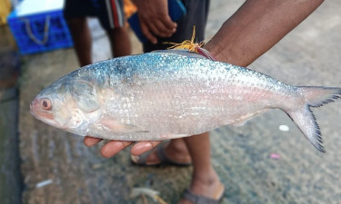 Delicious hilsa slips from table to luxury list