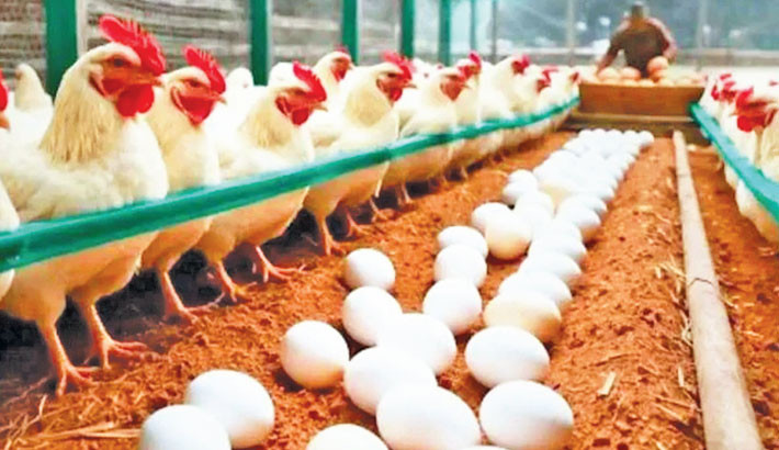 BPA warns of nationwide egg, chicken production halt if market monopoly persists