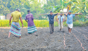 Farmers in Rangpur busy cultivating early variety potatoes