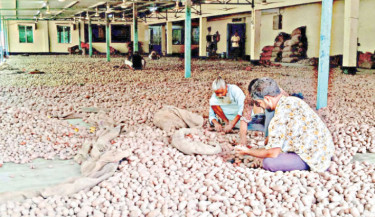 Potato price collapse threatens farmer livelihoods in Rangpur