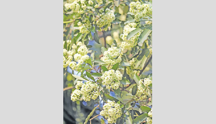 Clusters of Chatim flowers bloom in full glory in the capital’s Shahbagh. The fragrant white blossoms, photographed on Tuesday, fill the late-autumn air with a gentle scent, marking the quiet transition to winter. -Reaz Ahmed Sumon