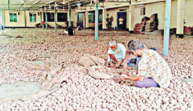 Potato price collapse threatens farmer livelihoods in Rangpur