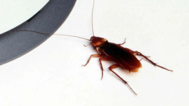 Woman trying to burn cockroach sets South Korea apartment ablaze