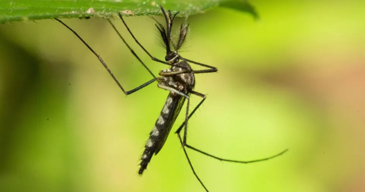 Mosquitoes found in Iceland for first time after record heat