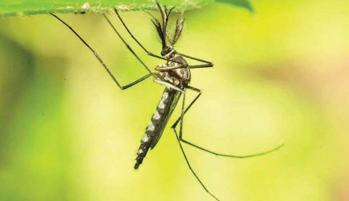 Mosquitoes found in Iceland for first time after record heat