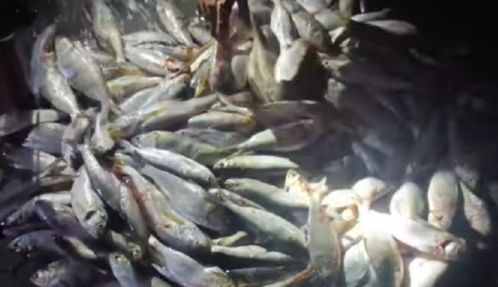 Hilsa netting continues in Meghna defying ban