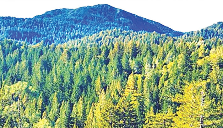 India rises to 9th position globally in total forest area
