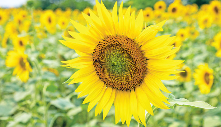 A field of sunflowers in full bloom – their bright yellow petals turned towards the sun – creates a strik-ing sea of colour. The photo was taken recently in Sirajdikhan Upazila of Munshiganj district.  -  SM MOSTAFIJUR RAHMAN