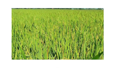 Pest infestation in Lalmonirhat’s aman paddy fields worries farmers