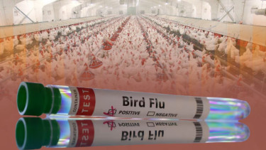 Belgium confines poultry as bird flu cases increase across Europe
