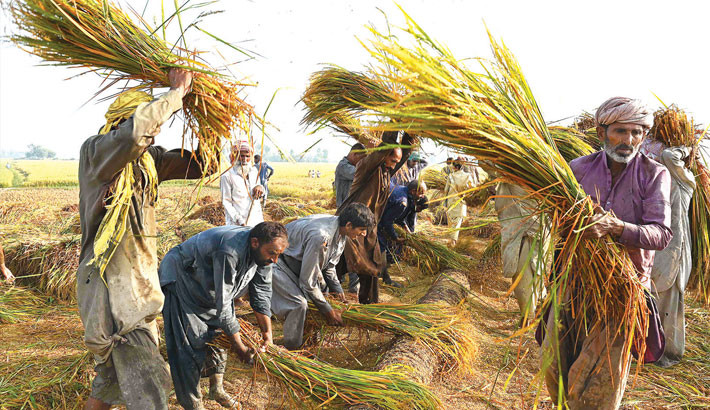Farmers traditionally thresh rice crop in a field on the outskirts of Larkana, in Pakistan’s Sindh province on 23 October 2025. 	PHOTO: AFP